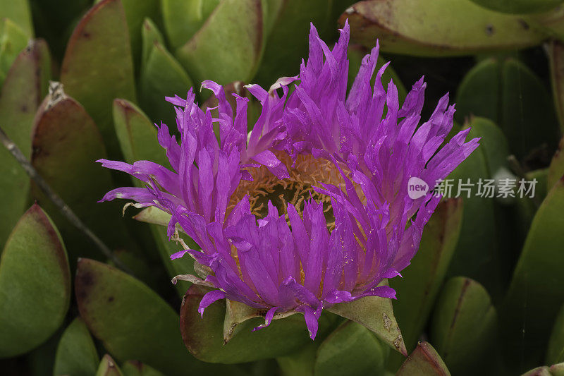 海无花果，Carpobrotus chilensis, Cambria Bluff，附近Cambria，加利福尼亚，Aizoaceae, Alien。Fiscalini农场保留